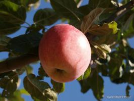 Řehtáč soudkovitý vysokokmen