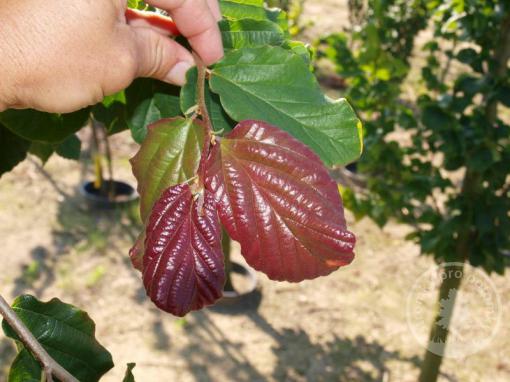 Parócie perská Vannesa ( kmínek 150cm)