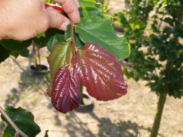 Parócie perská Vannesa ( kmínek 150cm)