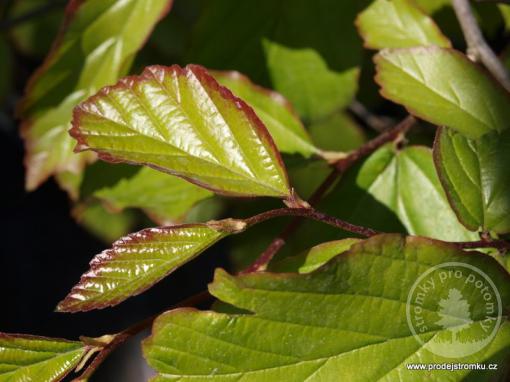 Parócie perská Vannesa ( kmínek 150cm)