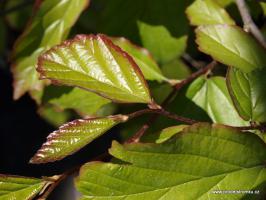 Parócie perská Vannesa ( kmínek 150cm)