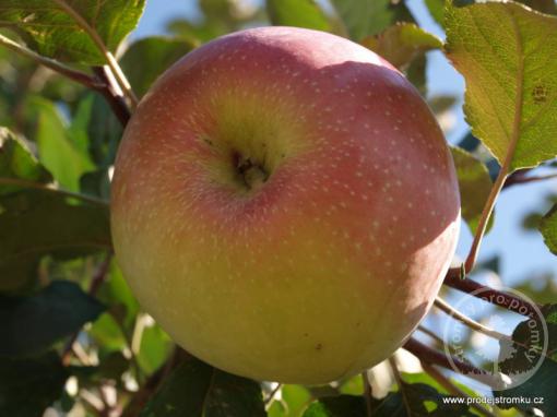 Sudetská reneta jabloň podnož semenáč vysokokmen