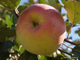 Sudetská reneta jabloň podnož semenáč vysokokmen