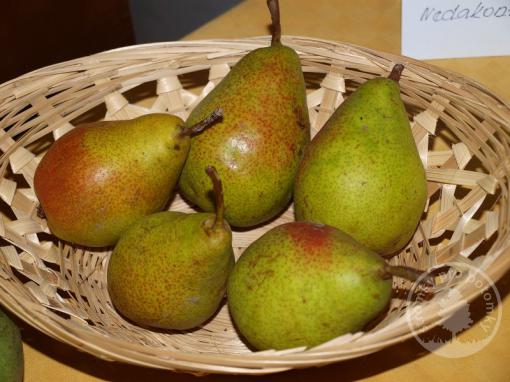 Hrušeň Gute Luisa (podnož Kdoule, kontejner)