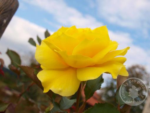 Růže velkokvětá (čajohybrid) Landora