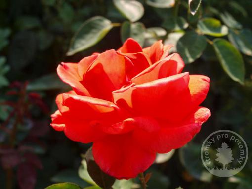 Růže velkokvětá (čajohybrid) Lidka