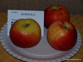 Jabloň Rubinola (podnož M7, čtvrtkmen)