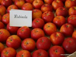 Jabloň Rubinola (podnož M9)