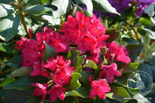 Rhododendron Nova Zembla