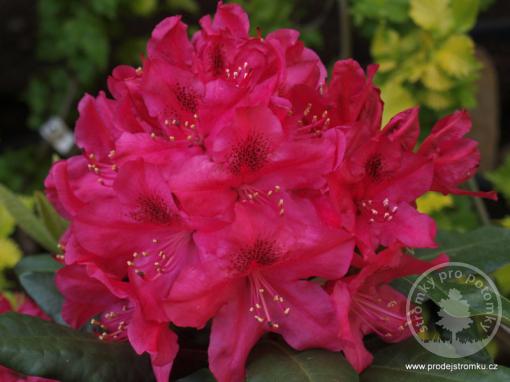 Rhododendron Nova Zembla