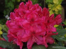 Rhododendron Nova Zembla