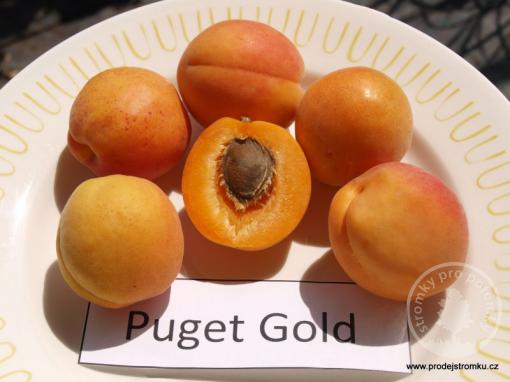 Meruňka Puget Gold (podnož Myrobalán)