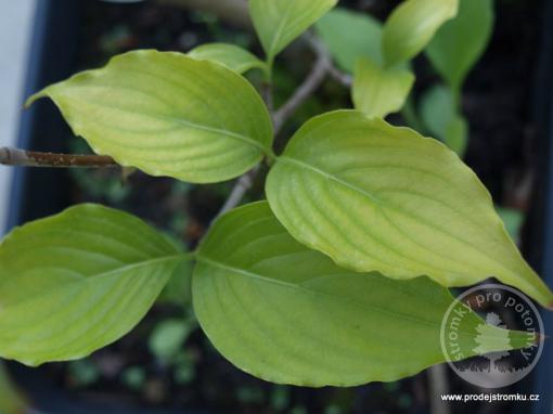 Dřín japonský Milky Way