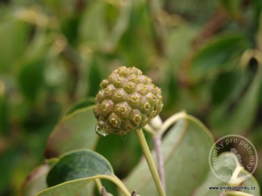 Dřín japonský Milky Way