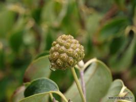 Dřín japonský Milky Way