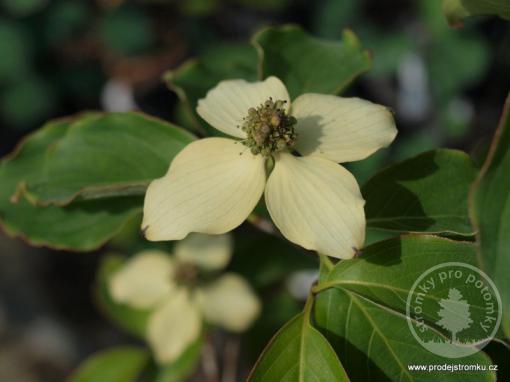 Dřín japonský Milky Way