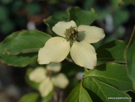 Dřín japonský Milky Way