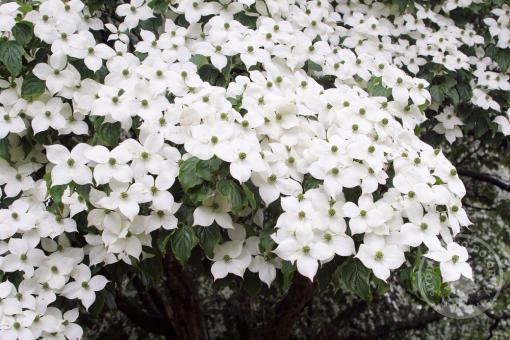 Dřín japonský Milky Way