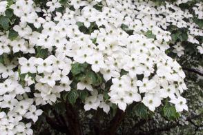 Dřín japonský Milky Way