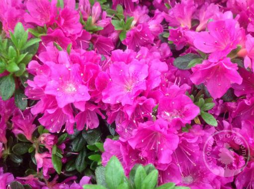 Azalka Geisha Purple