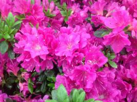 Azalka Geisha Purple