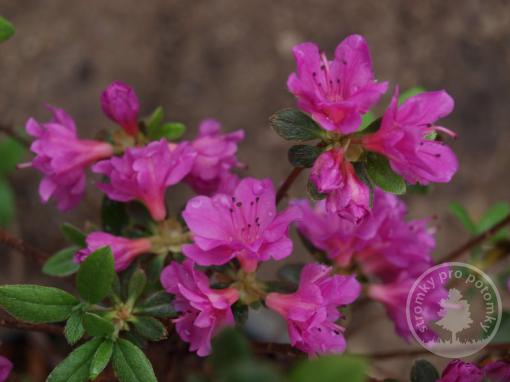 Azalka Geisha Purple