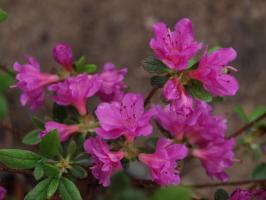 Azalka Geisha Purple