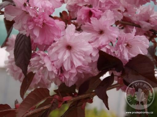 Višeň pilovitá Royal Burgundy - Nejkrásnější sakura