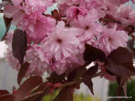 Višeň pilovitá Royal Burgundy - Nejkrásnější sakura