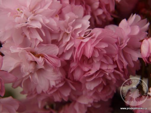 Višeň pilovitá Royal Burgundy - Nejkrásnější sakura