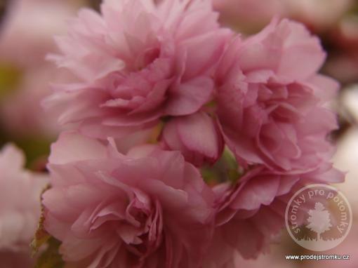 Višeň pilovitá Royal Burgundy - Nejkrásnější sakura