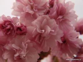 Višeň pilovitá Royal Burgundy - Nejkrásnější sakura