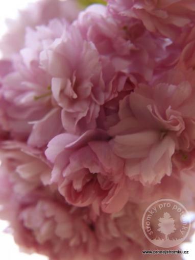 Višeň pilovitá Royal Burgundy - Nejkrásnější sakura