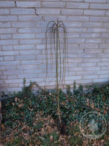 Vrba jíva Pendula, kočička (kmínek 120 cm)