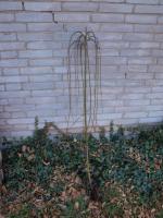 Vrba jíva Pendula, kočička (kmínek 120 cm)