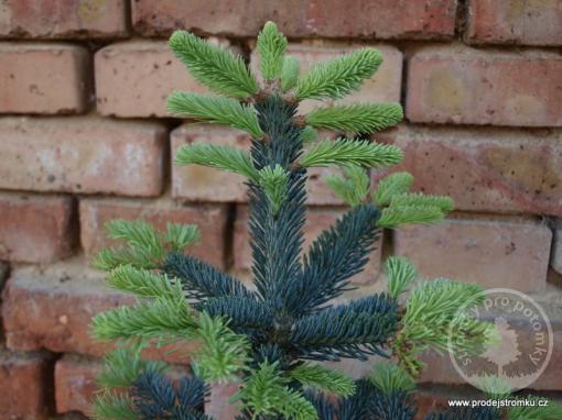 Jedle plstnoplodá Argentea