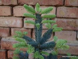 Jedle plstnoplodá Argentea