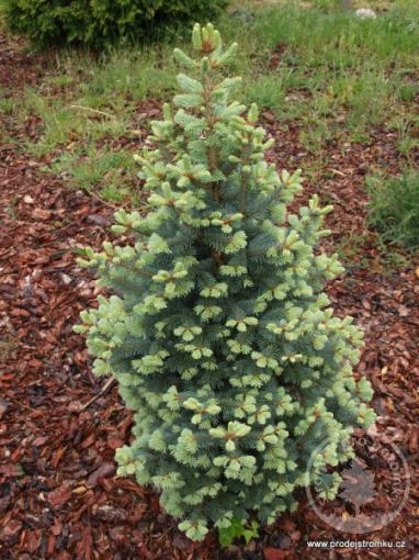 Jedle plstnoplodá Argentea