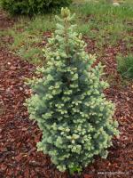 Jedle plstnoplodá Argentea