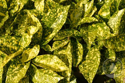 Aukuba japonská Variegata