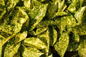 Aukuba japonská Variegata