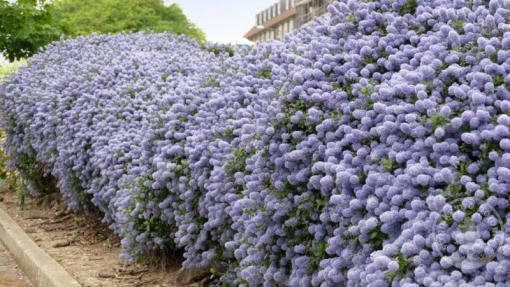 Zpododěr křížený Gloire de Versailes