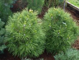 Borovice černá Varella