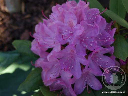 Rhododendron Roseum elegans