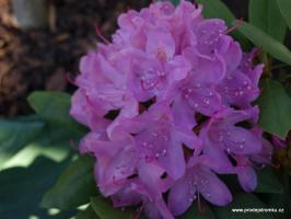 Rhododendron Roseum elegans