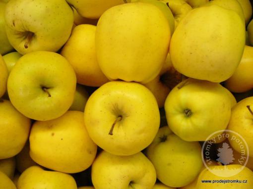 Jabloň Golden Delicious (podnož M9, kontejner)