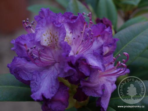 Rhododendron Alfred