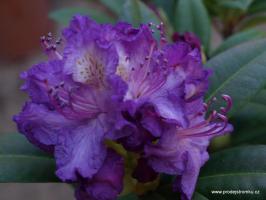 Rhododendron Alfred