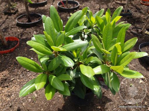 Rhododendron Alfred