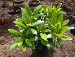 Rhododendron Alfred